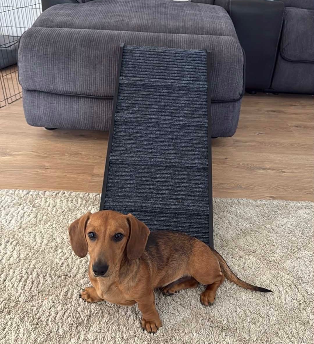 Customer photo review of Adjustable Height Dog Ramp