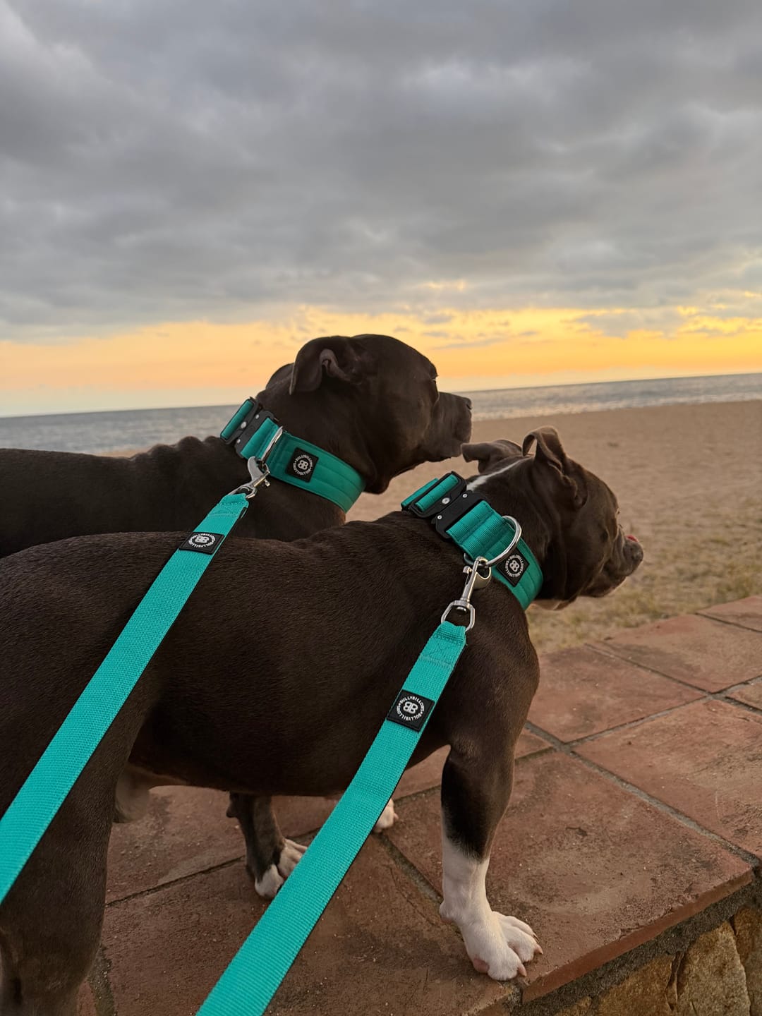 Customer photo review of 5cm Combat® Collar | NO Handle & Secure Clip - Turquoise