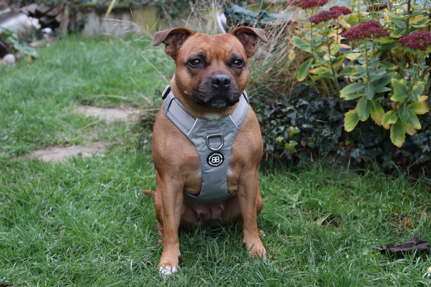 Customer photo review of Air Harness | Anti-Pull & With Handle - Grey