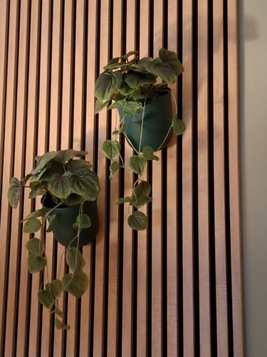 Customer photo review of Piper Kunst Hangplant 65cm