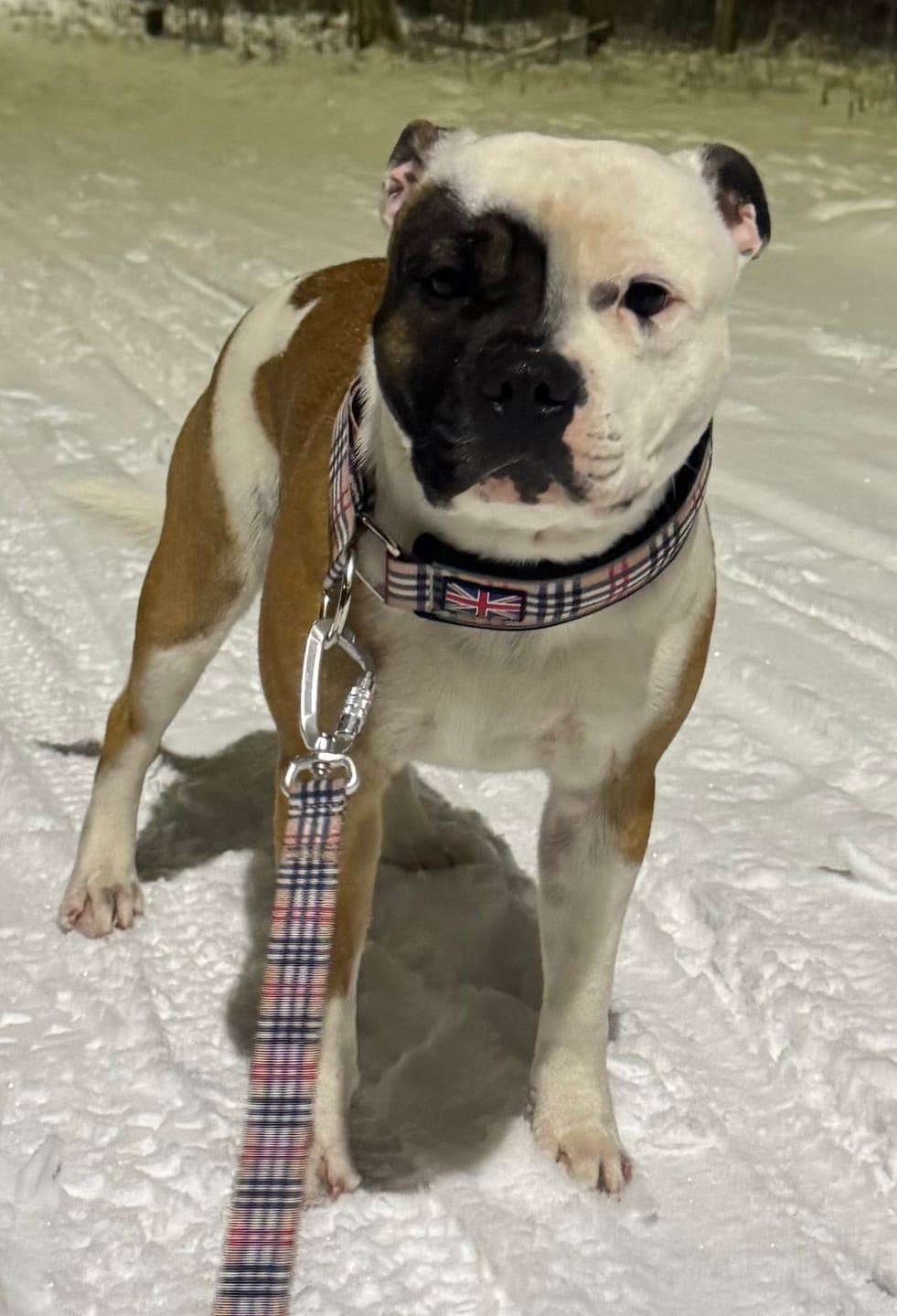 Customer photo review of Staffordshire Bull Terrier 1935® Nylon Leash - Staffburry Beige - Carabiner