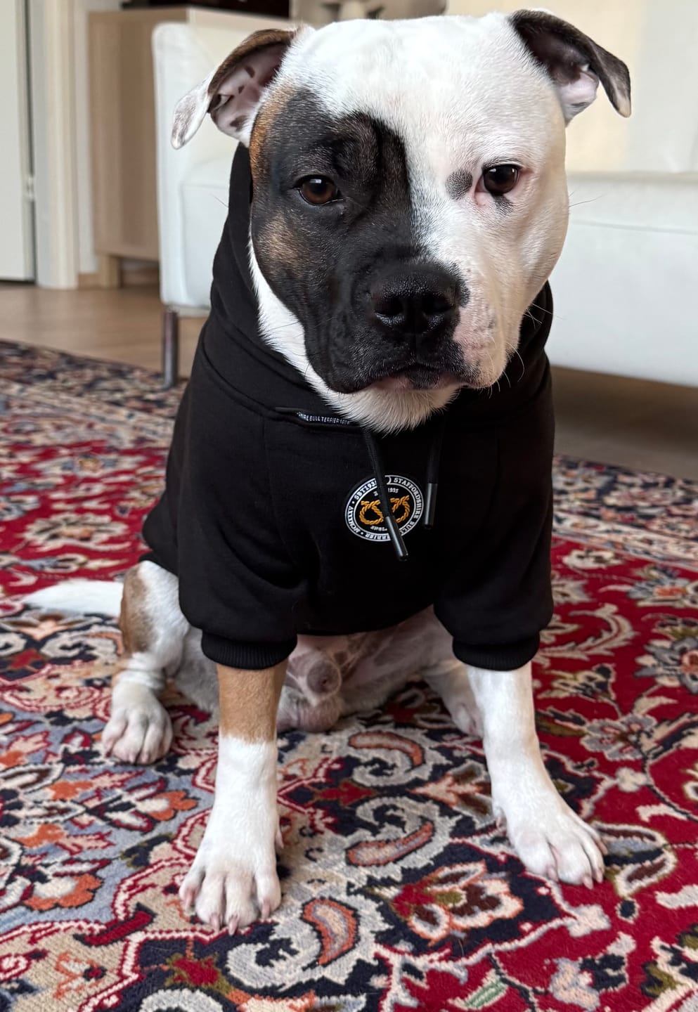 Customer photo review of Staffordshire Bull Terrier 1935® Hoodies - Black