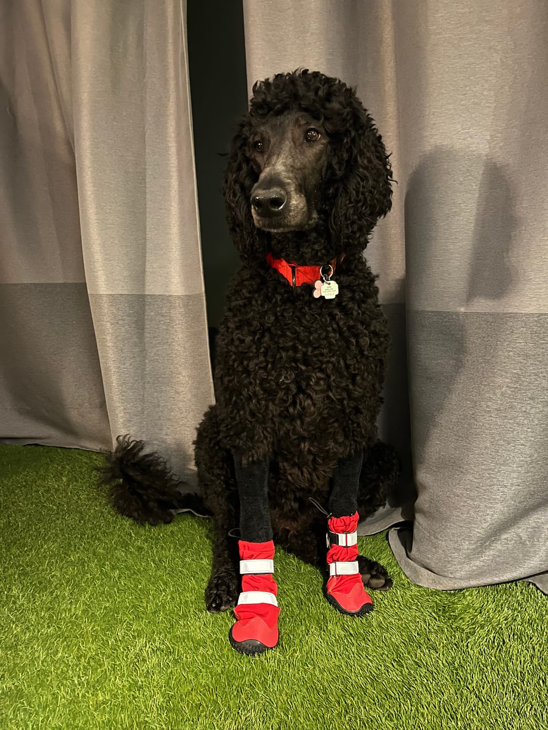 Customer photo review of Stretchy Fleece Dog Leg Warmer Sleeves