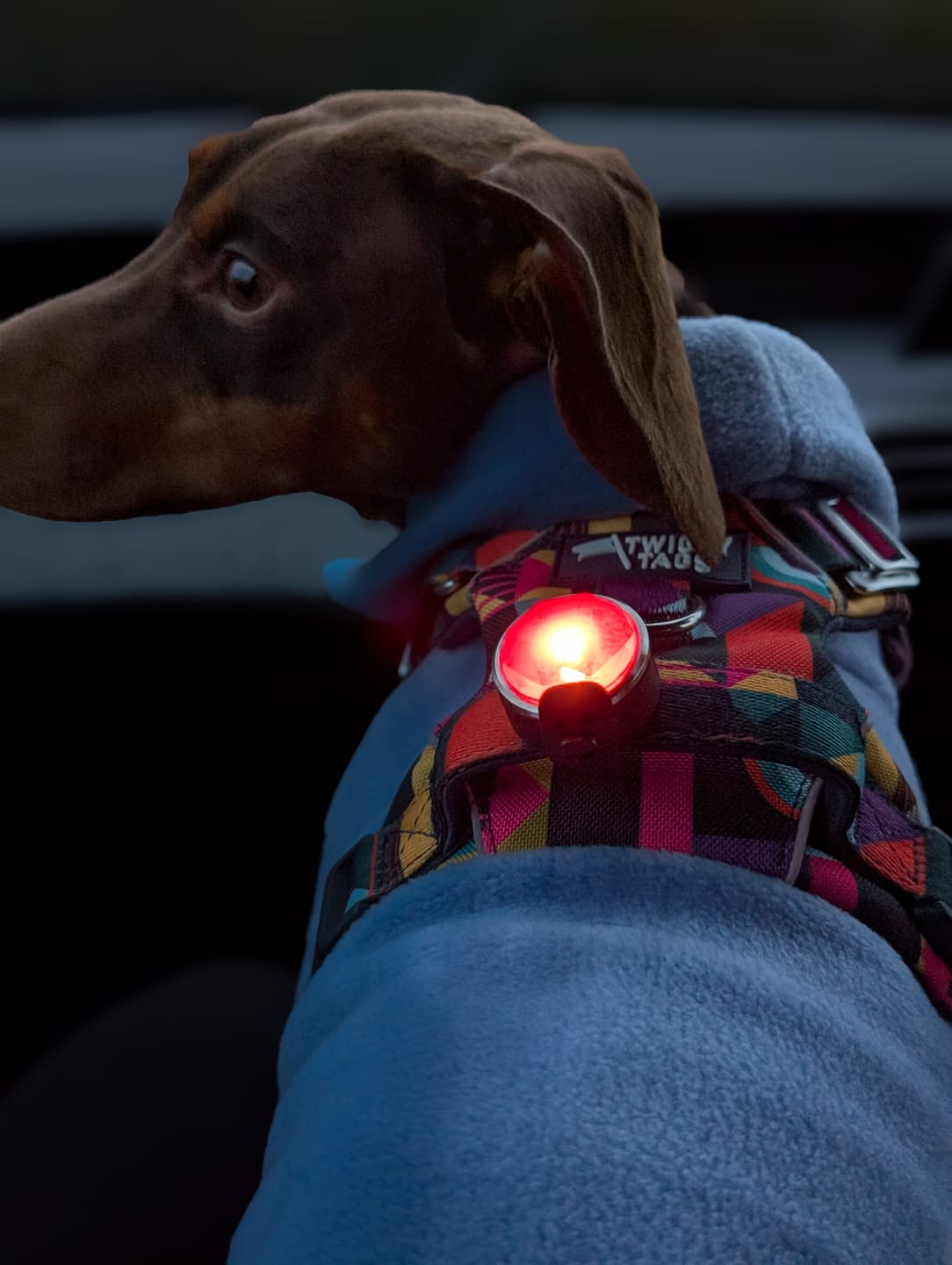 Customer photo review of TrekBright® Dog Safety Light