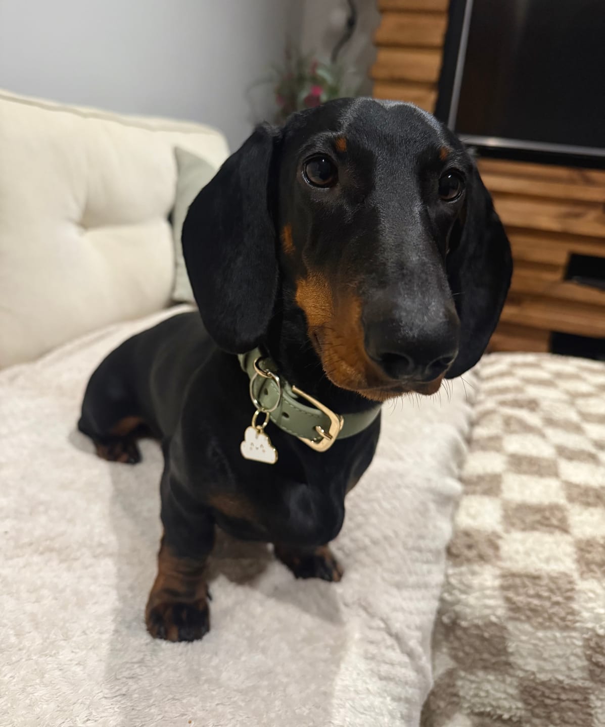 Customer photo review of Sage Dog Collar