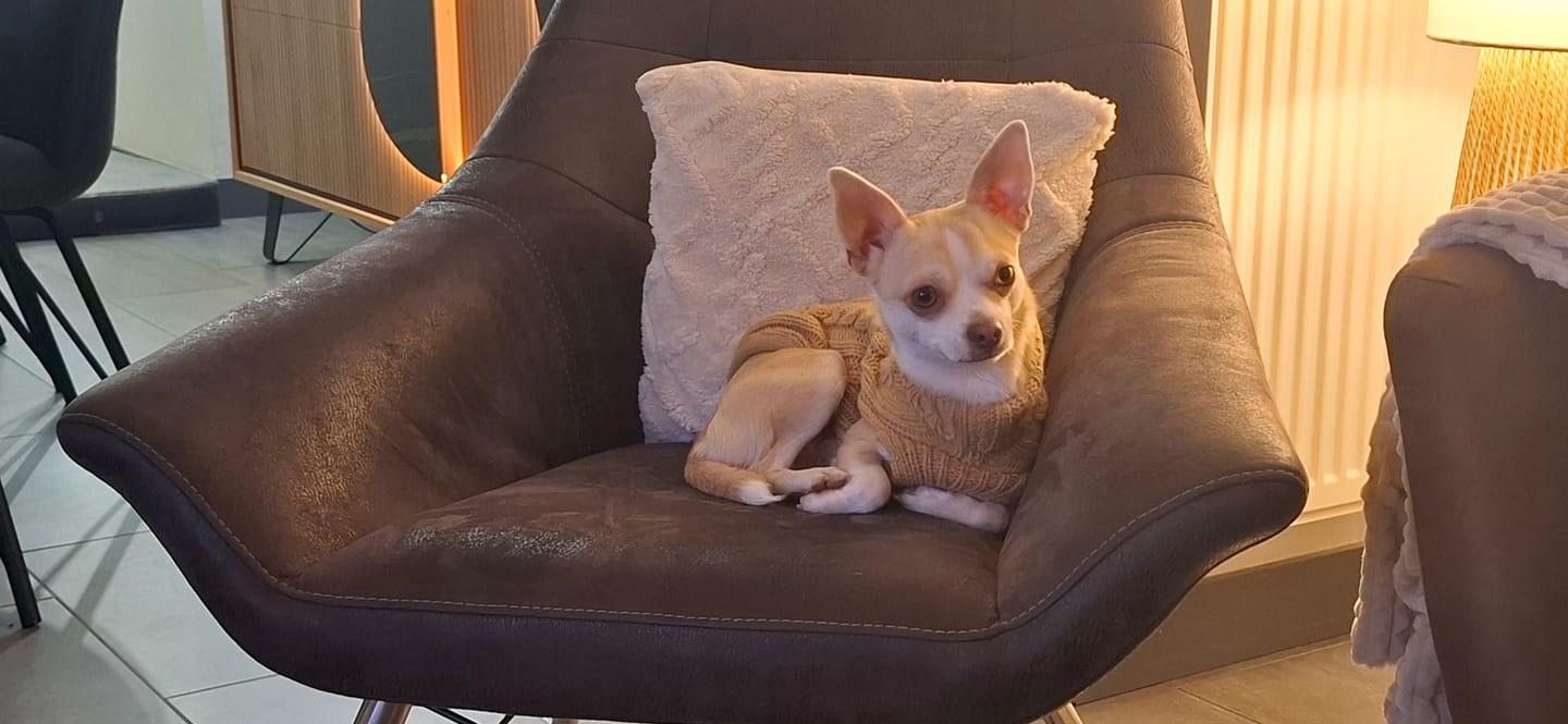 Customer photo review of Friandises Hygiène Dentaire - Chien