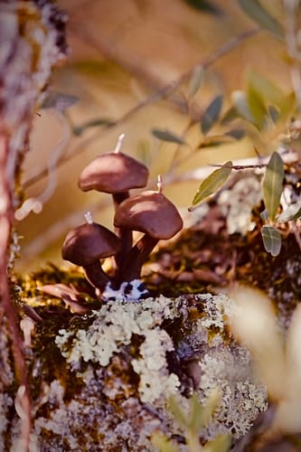 Customer photo review of Fragancia TIERRA HÚMEDA