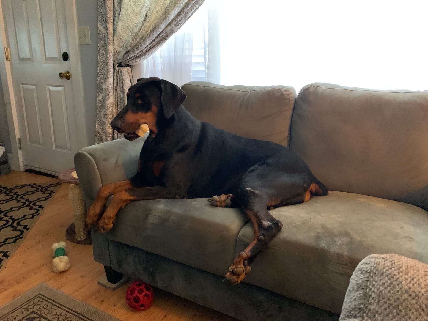 Customer photo review of Himalayan Yak Chew (MEGA)