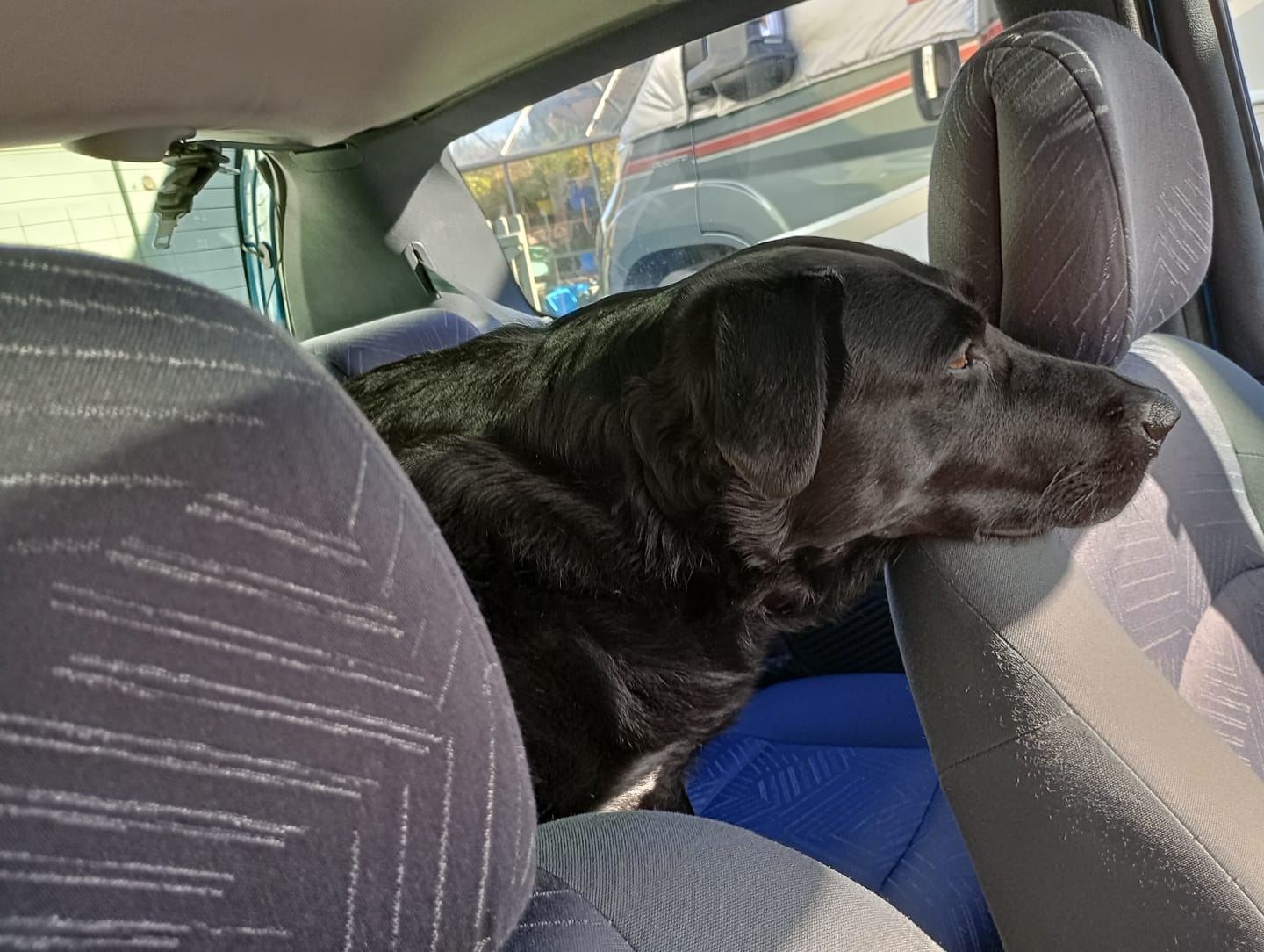 Customer photo review of Total Calm Powder For Dogs