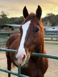 Customer photo review of HorseHalo™ HaloLegs
