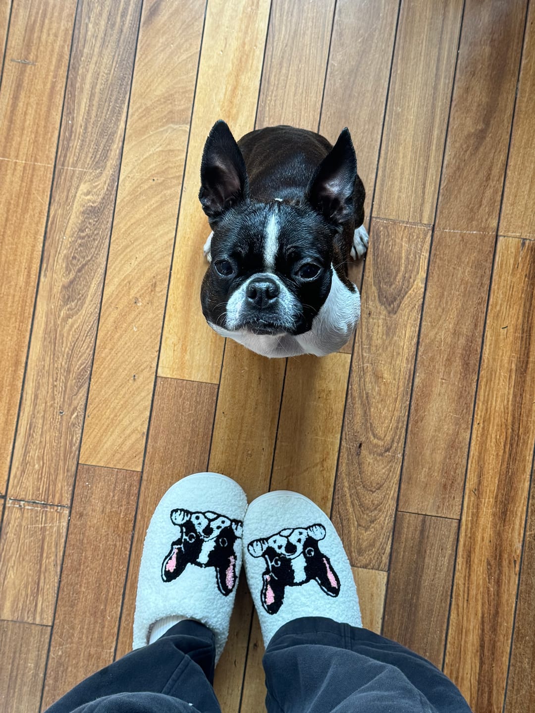 Customer photo review of Boston Terrier Slippers