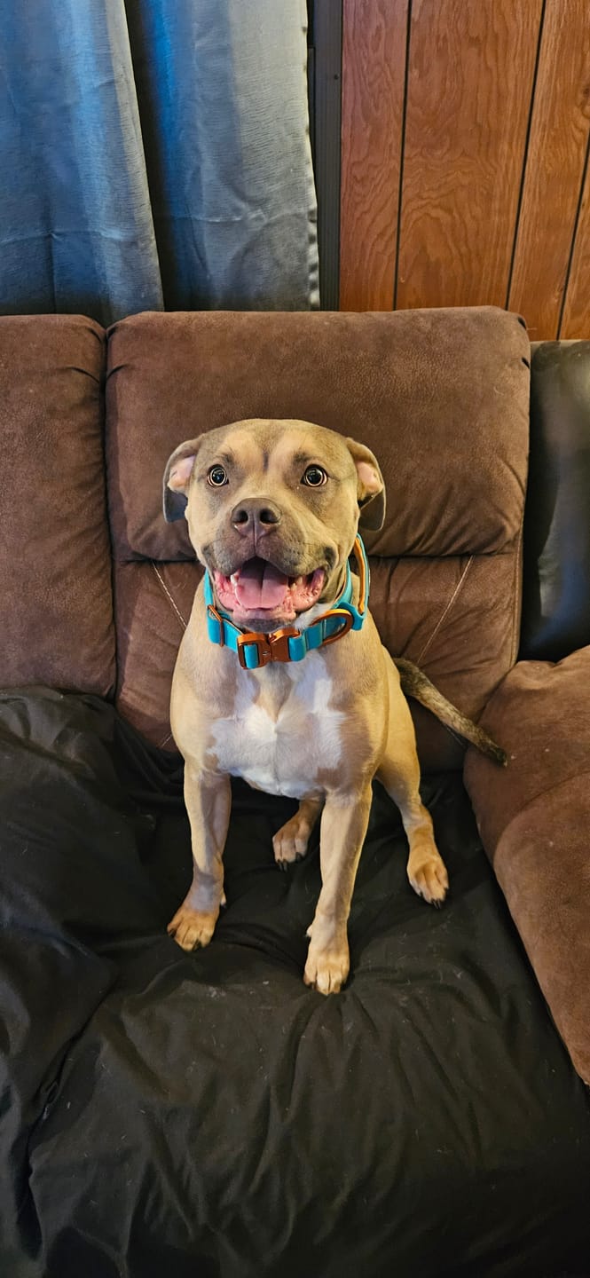 Customer photo review of 4cm LIGHTER Combat® Collar | With Handle Rated Clip - Turquoise & Orange