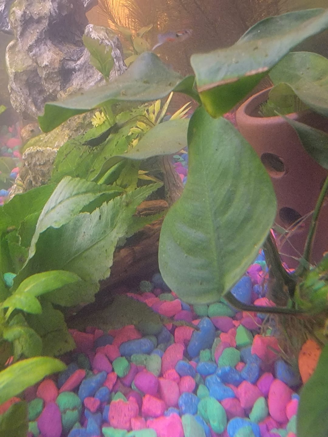 Customer photo review of Green Jade Shrimp