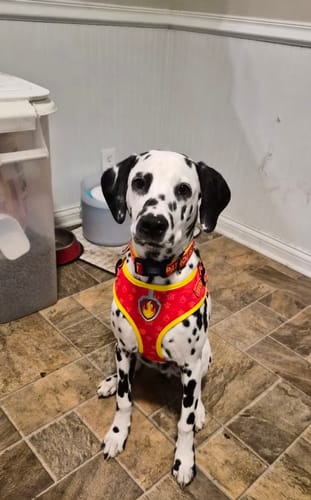 Customer photo review of Paw Patrol: Marshall Dog Harness