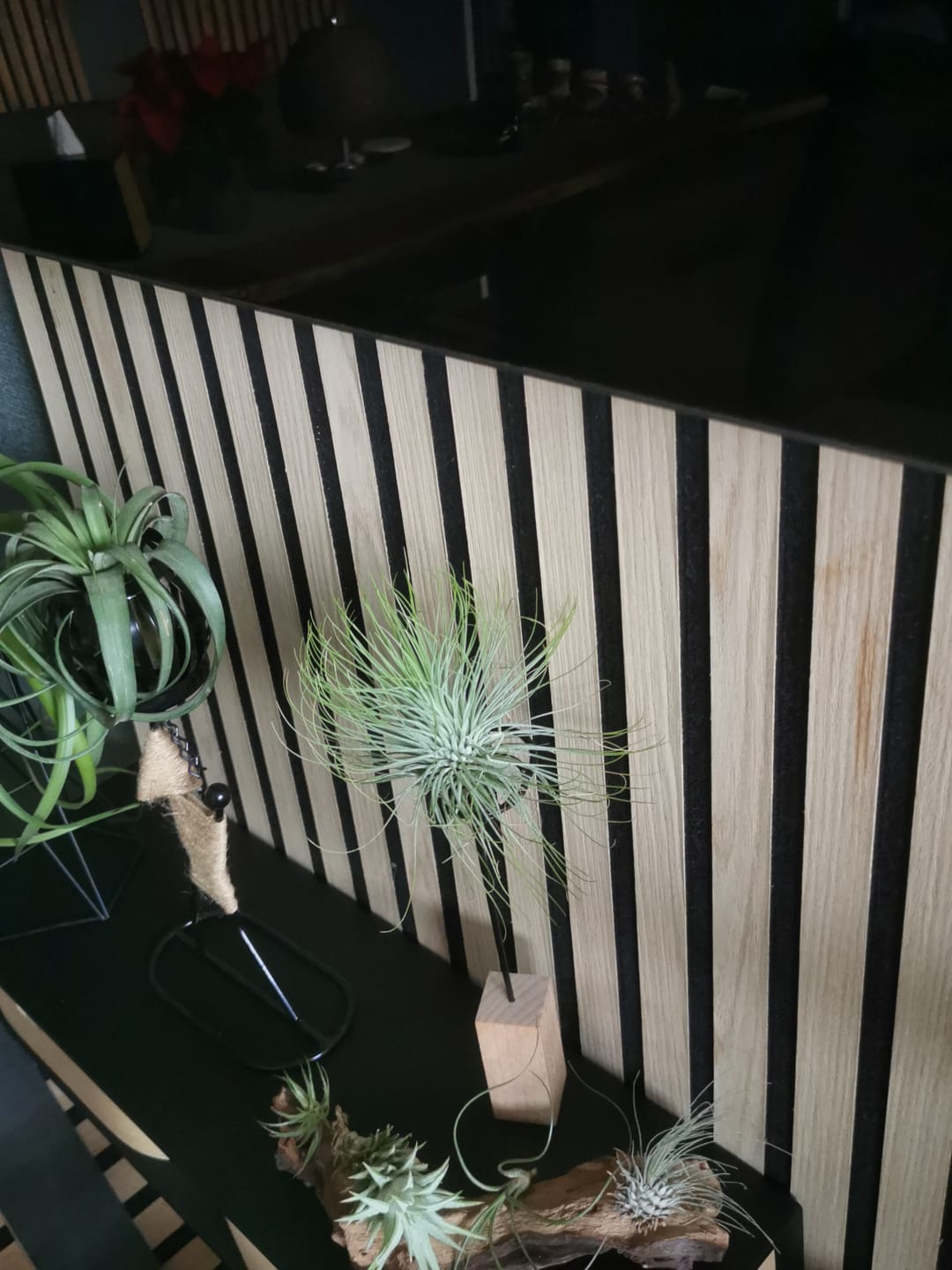 Customer photo review of Tillandsia andreana