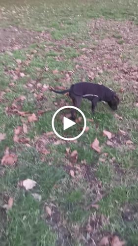 Customer video review of Dog Fleece With Zip - Black