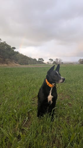 Victoria P. review of Working dog style flat collar with Brass Hardware 1 Inch Width image 1 out of 2