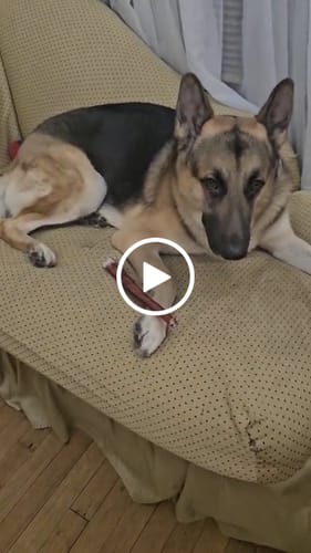 Customer video review of 6 Inch Monster Bully Stick