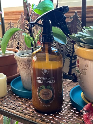 Customer photo review of Houseplant Pest Spray