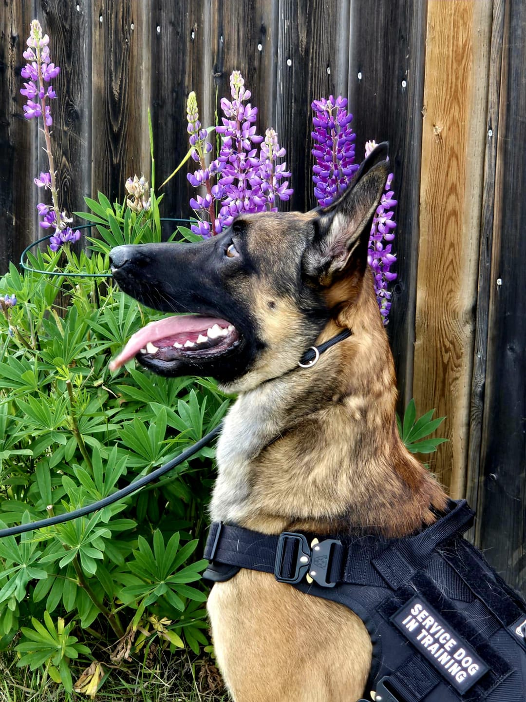 Customer photo review of HNTR 3.0 Dog Harness - Blackout