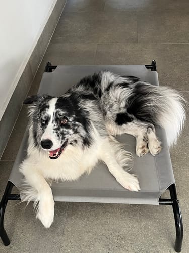 Customer photo review of NexGard Spectra®