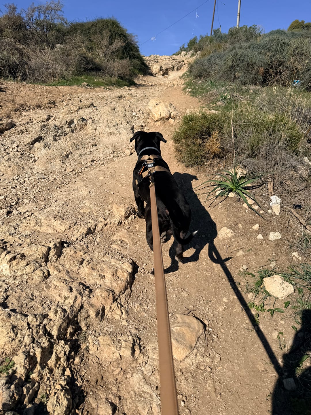 Customer photo review of 1.4m Lighter Swivel Combat Lead | Anti-Tangle & Secure Clip - Tan x Tan