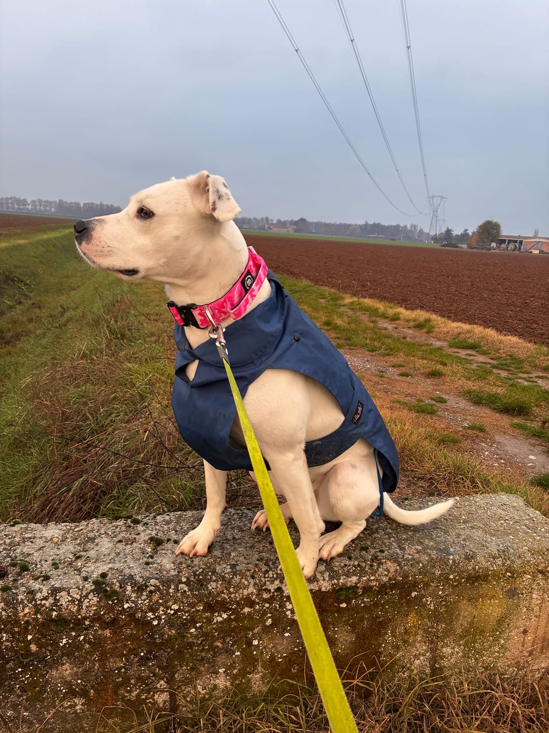 Customer photo review of 4cm Combat® Collar | Handle & Rated Clip - Bubblegum