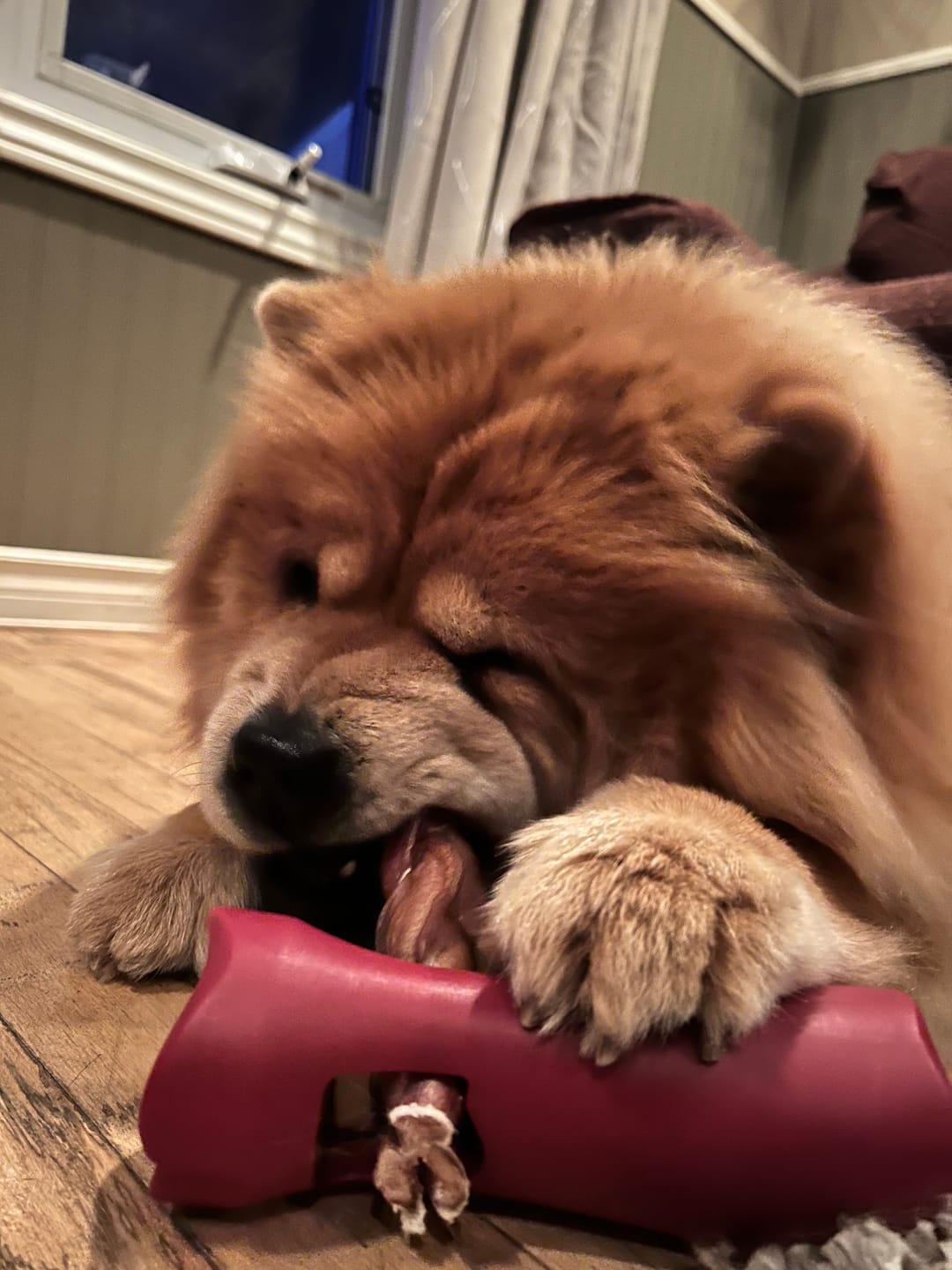 Customer photo review of 6 Inch Monster Braided Bully Stick