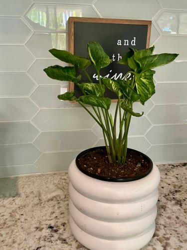 Customer photo review of Syngonium Godzilla