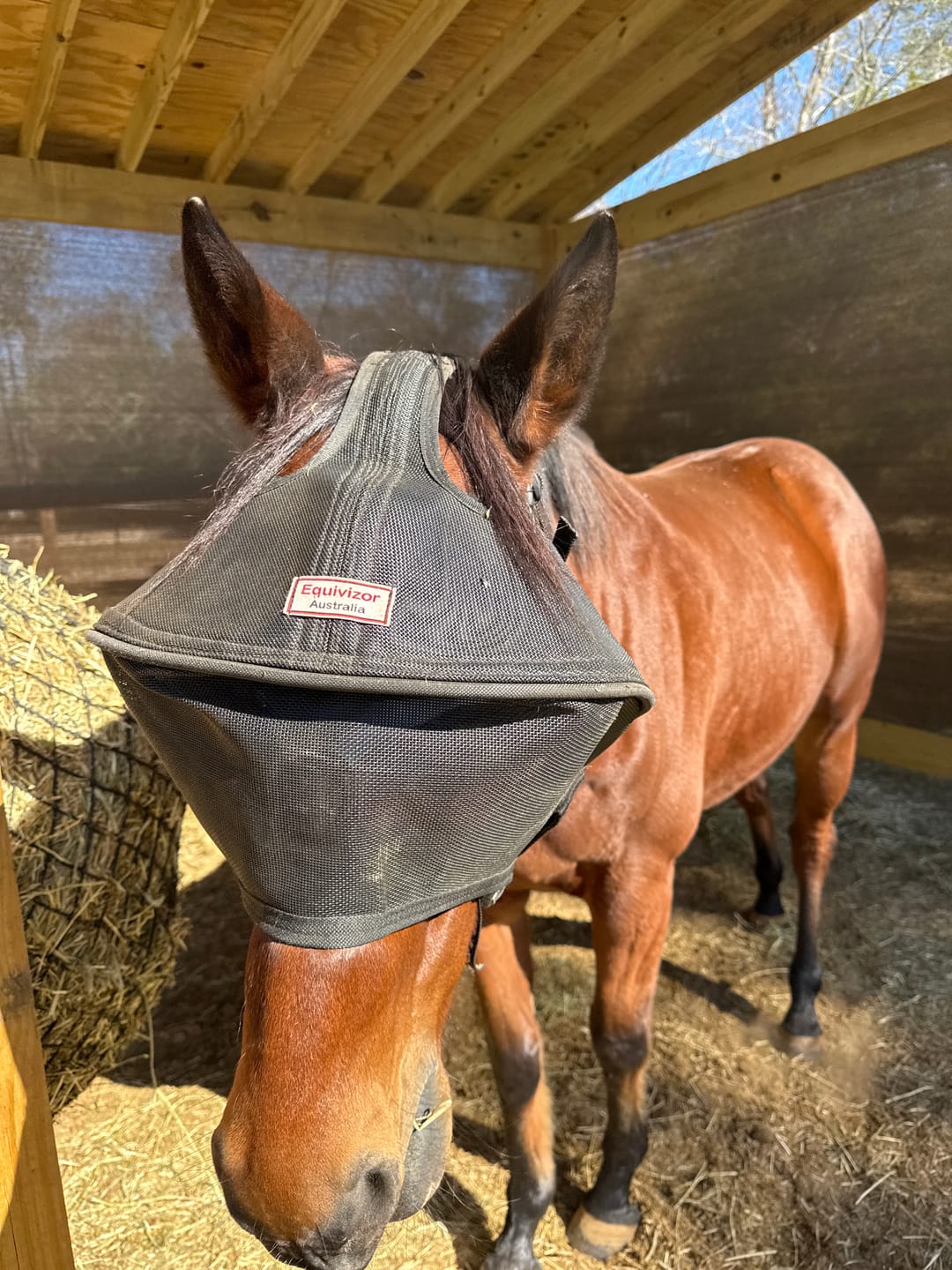 Customer photo review of Recovery Vizor - Clear UV Tint