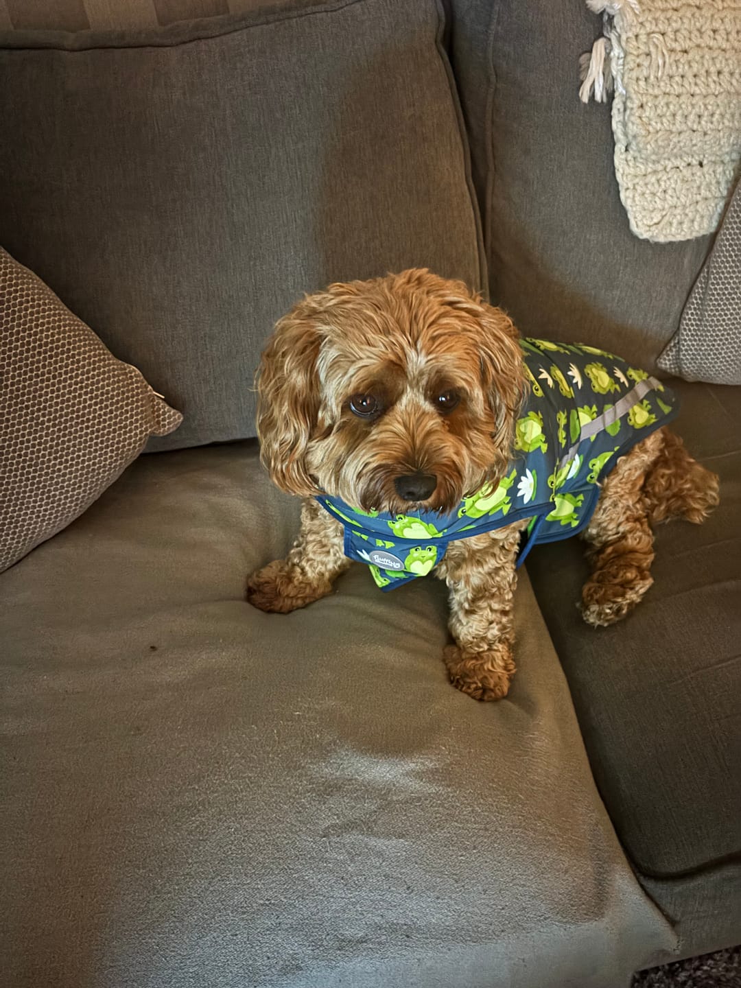 Customer photo review of Toy Lilo Plushie