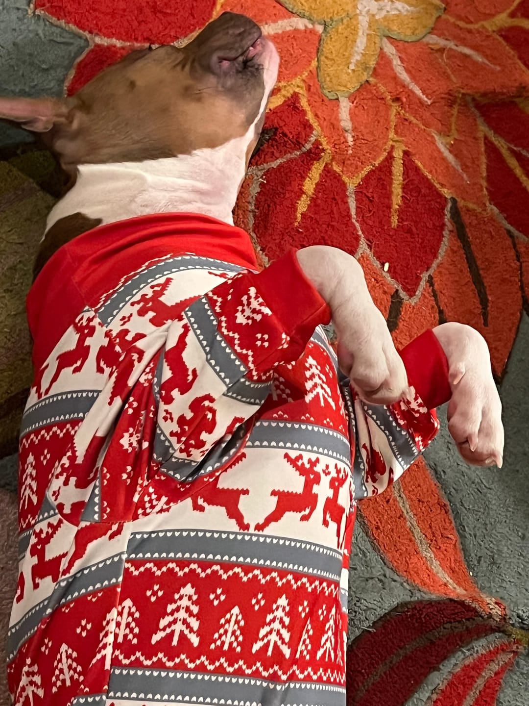 Customer photo review of Knit Christmas Dog Sweater - Dasher Red