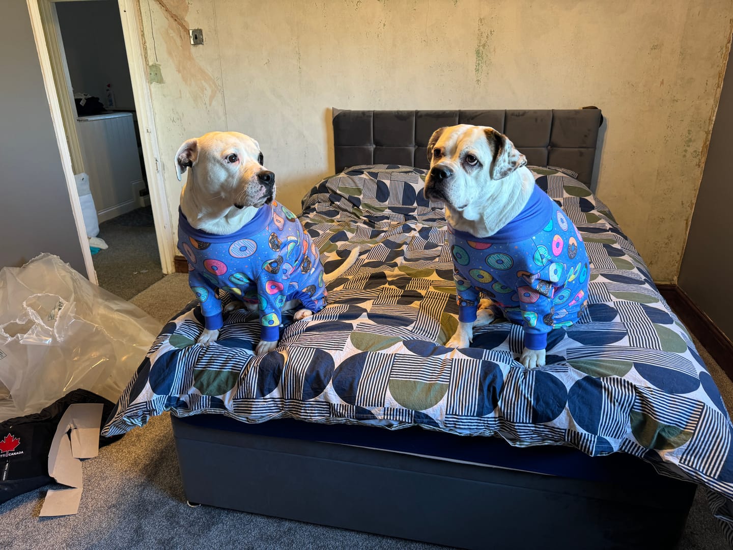 Customer photo review of Dog Pajama - Donuts