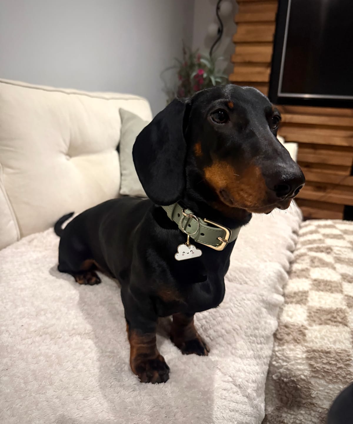 Customer photo review of Cassie Cloud Metal Pet Tag