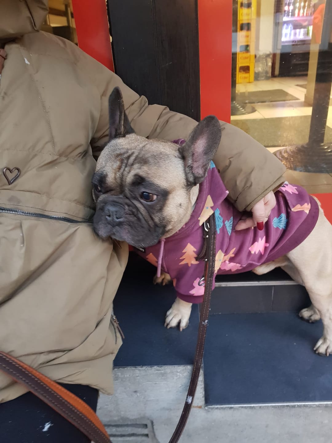 Customer photo review of Christmas Dog Hoodie - Candy Trees