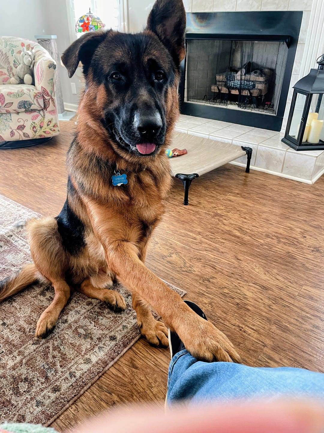 Customer photo review of German Shepherd Oatmeal Shampoo with Aloe 16 oz