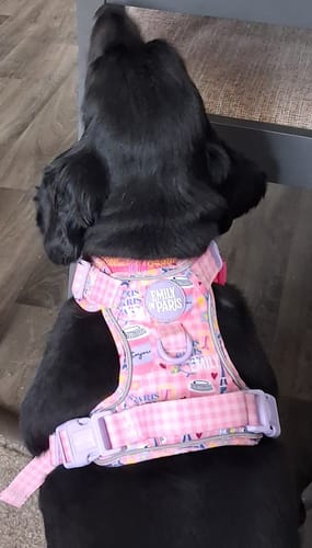 Janice review of Tough Trails™ Harness - Emily In Paris image 1 out of 1