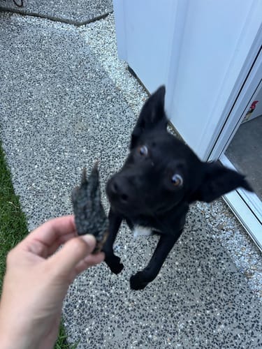 Customer photo review of Crocodile Feet