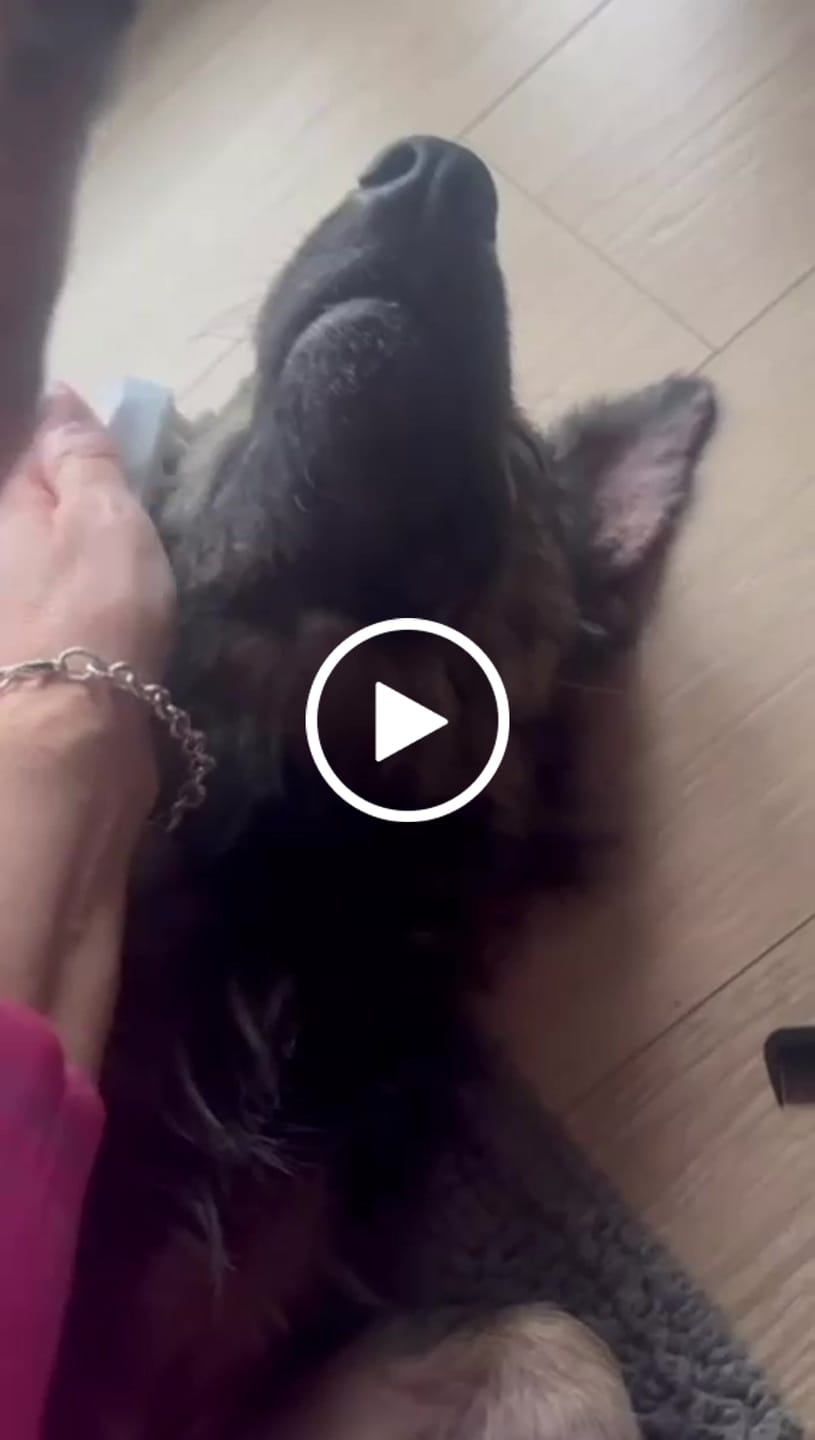 Customer video review of Allergietest Plus Hund