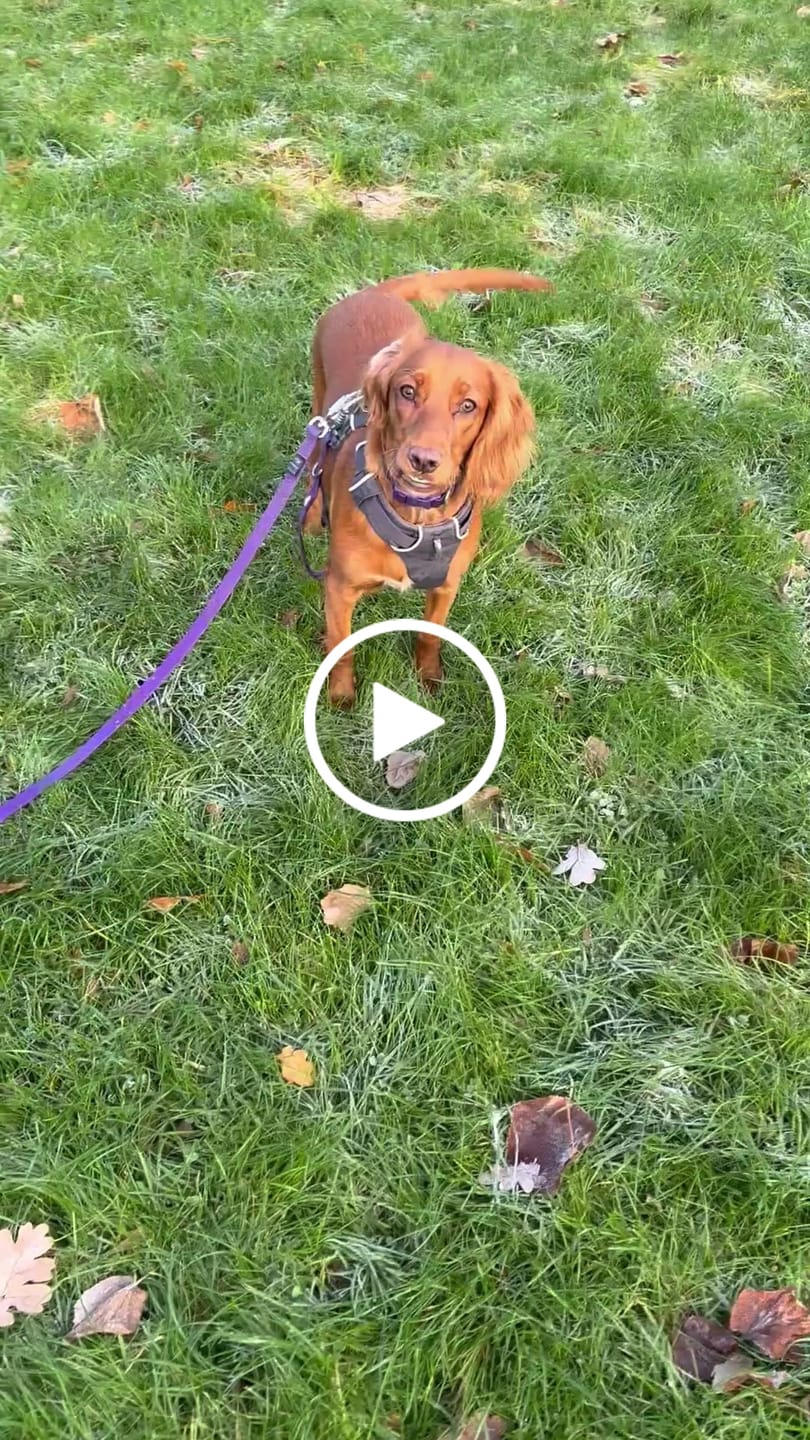 Customer video review of Tidal Waterproof Longline