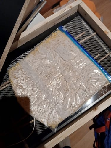 Customer photo review of BIO Milchkefir Starterkultur – 100% lebende Kefirknollen für unendliche Milchkefir-Herstellung