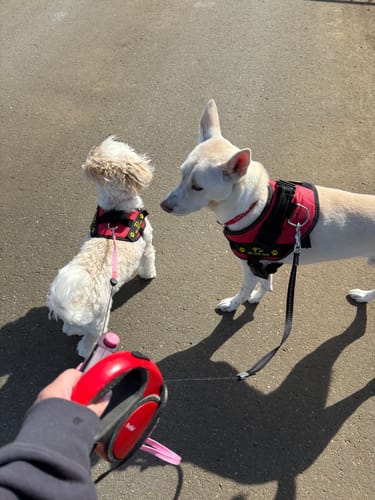 Customer photo review of FunFunPet 高機能ハーネス（お名前タグ作成サービス付き）