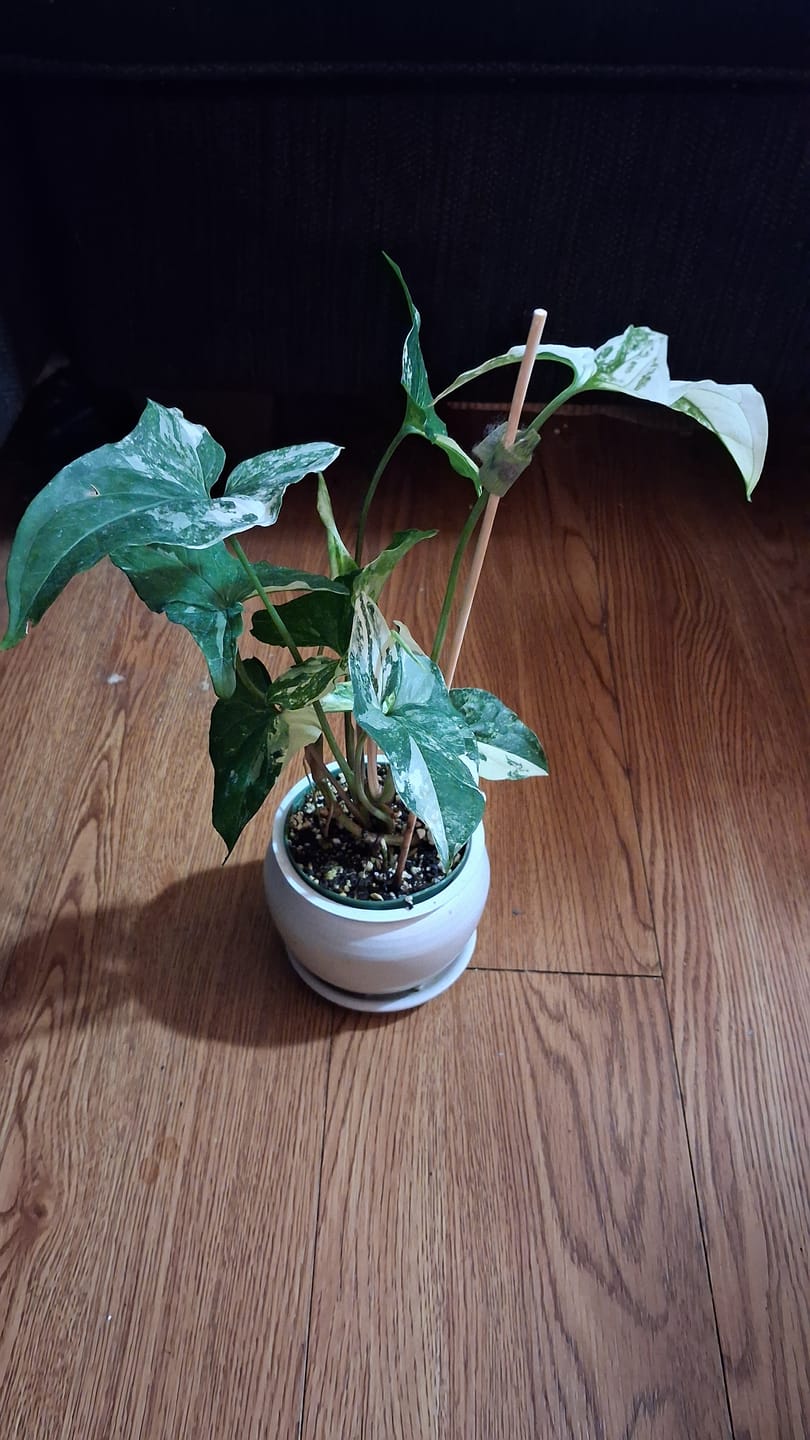 Customer photo review of Syngonium podophyllum albo variegata