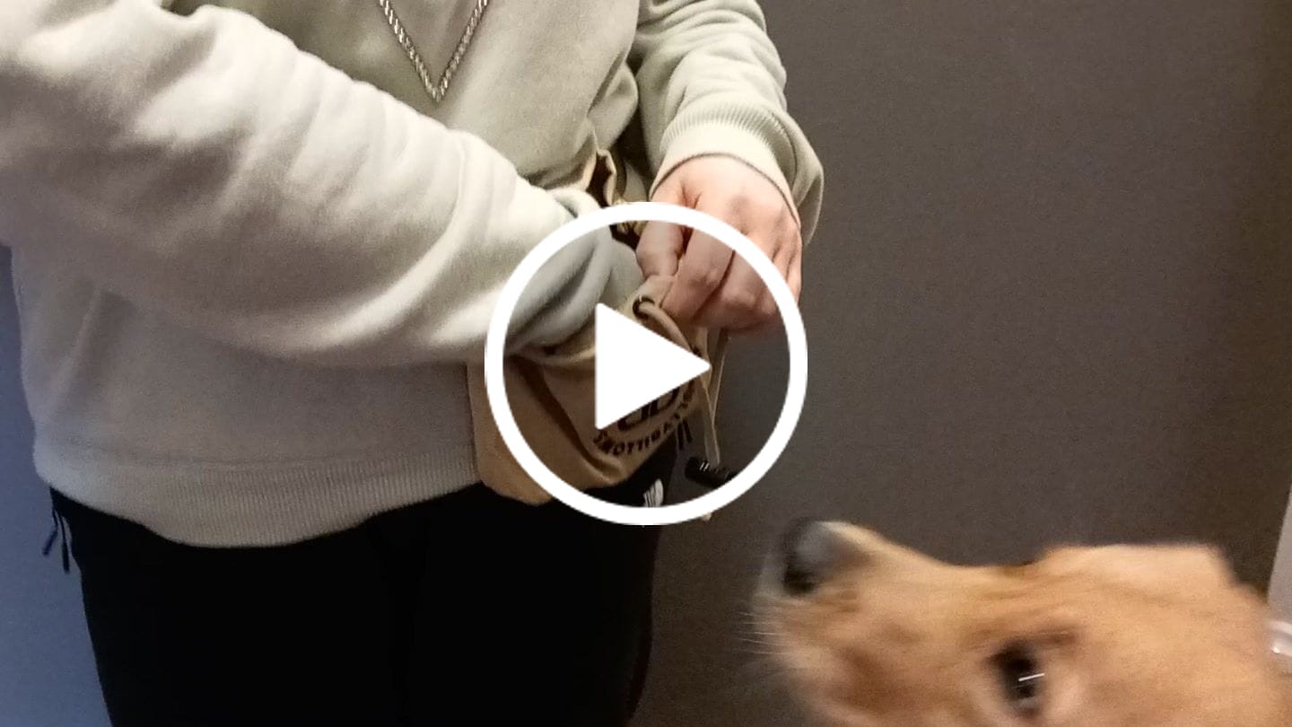 Customer video review of Dog Treat Pouch - Military Tan