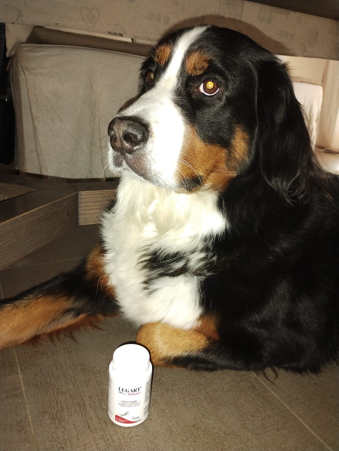 Customer photo review of LEGART POWER 60 cpr - Supporto Articolare Per Cani