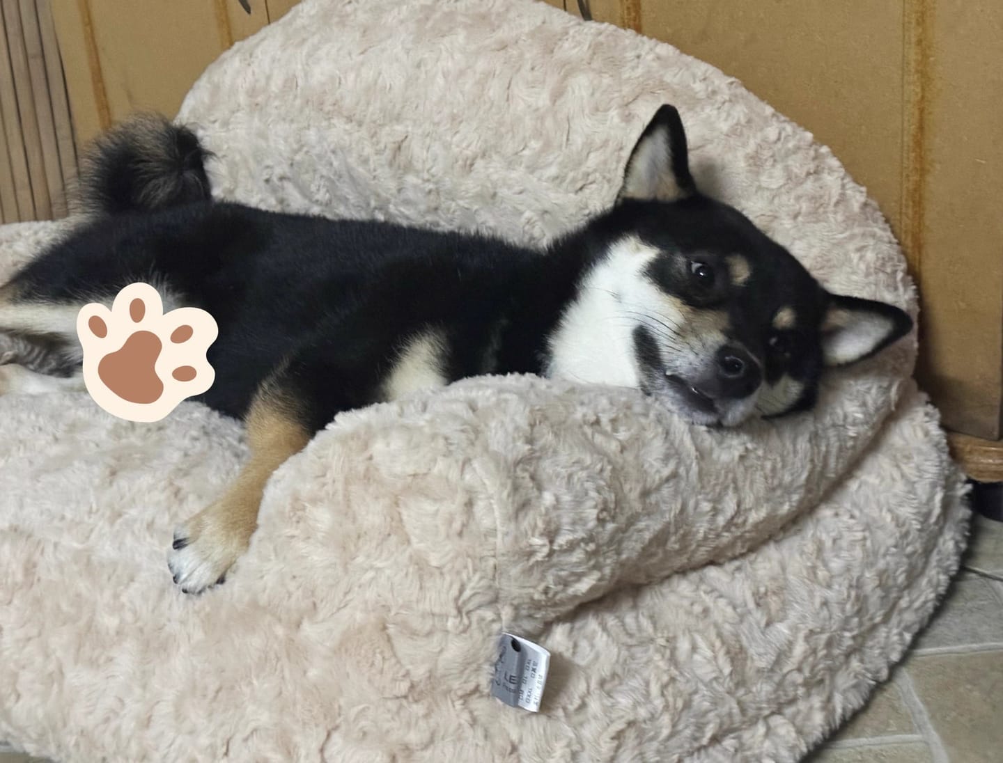 Customer photo review of Furry Warm Washable Bloster Dog Sofa Bed