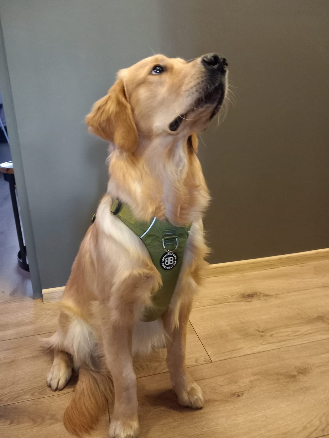 Customer photo review of Air Harness | Anti-Pull & With Handle - Olive Green