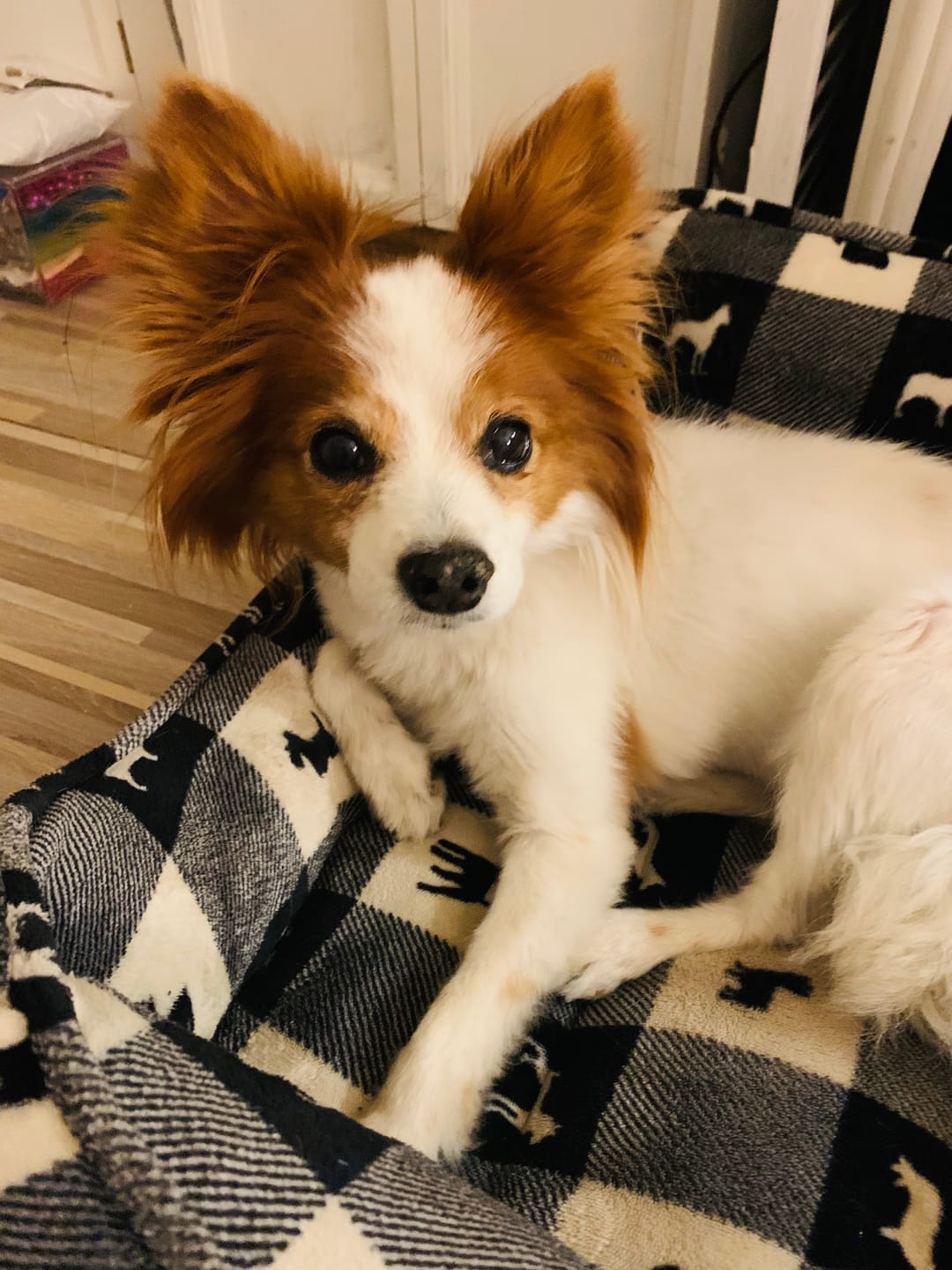Customer photo review of Bark-Less Bites