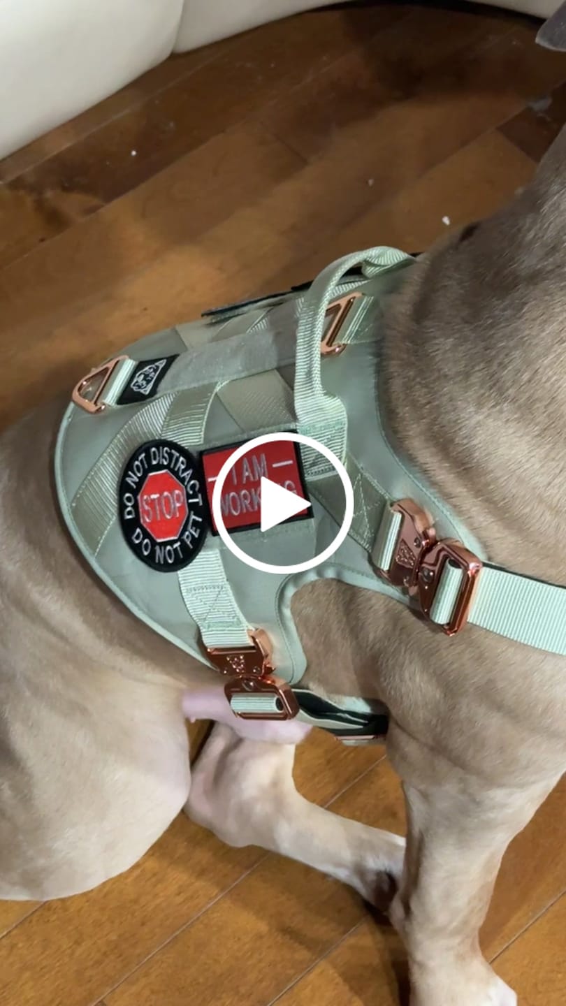 Customer video review of HNTR 3.0 Dog Harness - Honeydew