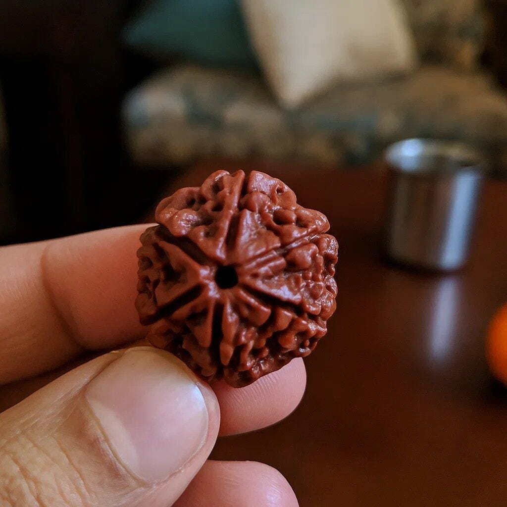 Customer photo review of 6 Mukhi Rudraksha – Original Natural Six Face Rudraksha Bead for Knowledge, Confidence & Success by Vastu Mandir